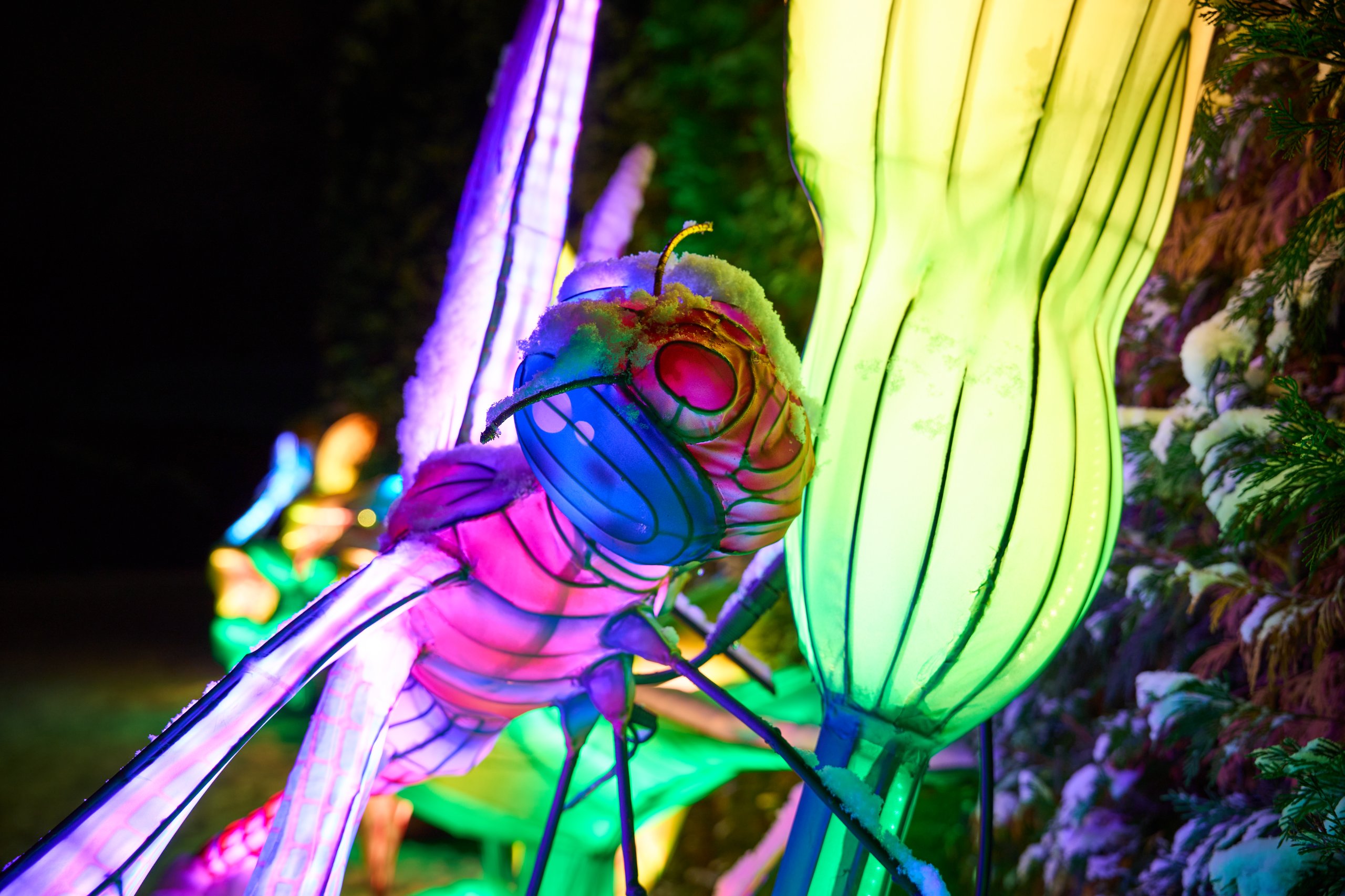 2026 01 05 China Lights 0163